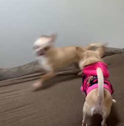 川島友子ブリーダーからお迎えしたチワワ(スムース)：こいちちゃん