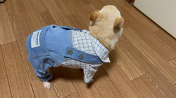 川島友子ブリーダーからお迎えしたチワワ(スムース)：こいちちゃん