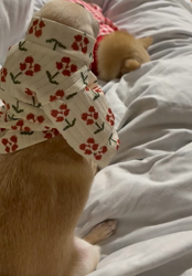 川島友子ブリーダーからお迎えしたチワワ(スムース)：こいちちゃん