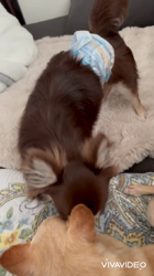 川島友子ブリーダーからお迎えしたチワワ(ロング)：まごいちくん