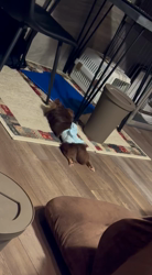 川島友子ブリーダーからお迎えしたチワワ(ロング)：まごいちくん