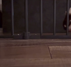 川島友子ブリーダーからお迎えしたチワワ(ロング)：まごいちくん