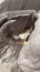 川島友子ブリーダーからお迎えしたチワワ(ロング)：まごいちくん