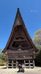 川島友子ブリーダーからお迎えしたチワワ(ロング)：まごいちくん