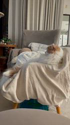 新井熟子ブリーダーからお迎えしたスコティッシュフォールド：ゆのくん