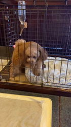 倉永智幸ブリーダーからお迎えしたトイプードル：小梅ちゃん