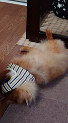 矢次祐樹ブリーダーからお迎えしたポメラニアン：リオンくん