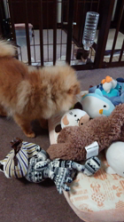 矢次祐樹ブリーダーからお迎えしたポメラニアン：リオンくん