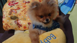 矢次祐樹ブリーダーからお迎えしたポメラニアン：リオンくん