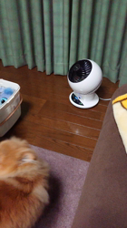 矢次祐樹ブリーダーからお迎えしたポメラニアン：リオンくん