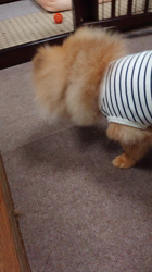 矢次祐樹ブリーダーからお迎えしたポメラニアン：リオンくん