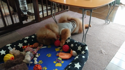 矢次祐樹ブリーダーからお迎えしたポメラニアン：リオンくん