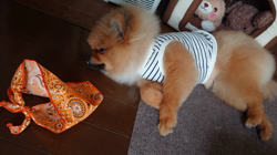 矢次祐樹ブリーダーからお迎えしたポメラニアン：リオンくん