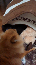 矢次祐樹ブリーダーからお迎えしたポメラニアン：リオンくん