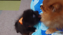 矢次祐樹ブリーダーからお迎えしたポメラニアン：リオンくん