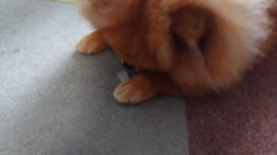 矢次祐樹ブリーダーからお迎えしたポメラニアン：リオンくん