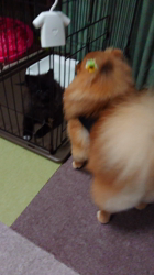 矢次祐樹ブリーダーからお迎えしたポメラニアン：リオンくん