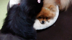 藏屋弘子ブリーダーからお迎えしたポメラニアン：ベルちゃん