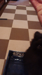 藏屋弘子ブリーダーからお迎えしたポメラニアン：ベルちゃん