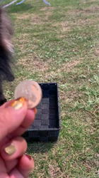 藏屋弘子ブリーダーからお迎えしたポメラニアン：ベルちゃん