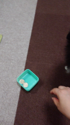 藏屋弘子ブリーダーからお迎えしたポメラニアン：ベルちゃん