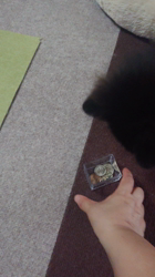 藏屋弘子ブリーダーからお迎えしたポメラニアン：ベルちゃん