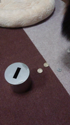 藏屋弘子ブリーダーからお迎えしたポメラニアン：ベルちゃん