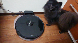 藏屋弘子ブリーダーからお迎えしたポメラニアン：ベルちゃん