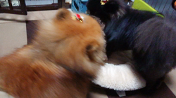 藏屋弘子ブリーダーからお迎えしたポメラニアン：ベルちゃん