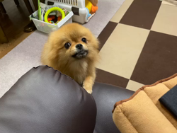 矢次祐樹ブリーダーからお迎えしたポメラニアン：リオンくん