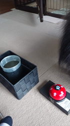 藏屋弘子ブリーダーからお迎えしたポメラニアン：ベルちゃん