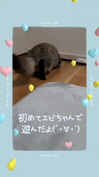大原睦ブリーダーからお迎えしたサイベリアン：るうくくん