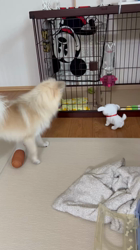 康本美由紀ブリーダーからお迎えしたポメラニアン：はくくん