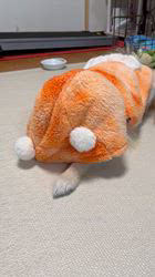 康本美由紀ブリーダーからお迎えしたポメラニアン：はくくん