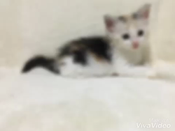 那々木亜弥ブリーダーからお迎えしたメインクーン：ロアちゃん