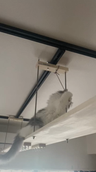 望月一男ブリーダーからお迎えしたノルウェージャンフォレストキャット：ロキくん