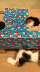 村井令枝ブリーダーからお迎えしたスコティッシュフォールド：来夢ちゃん