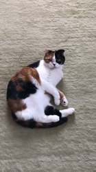 村井令枝ブリーダーからお迎えしたスコティッシュフォールド：来夢ちゃん