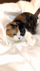 村井令枝ブリーダーからお迎えしたスコティッシュフォールド：来夢ちゃん