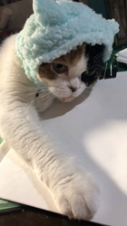 村井令枝ブリーダーからお迎えしたスコティッシュフォールド：来夢ちゃん