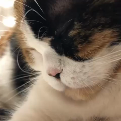 村井令枝ブリーダーからお迎えしたスコティッシュフォールド：来夢ちゃん