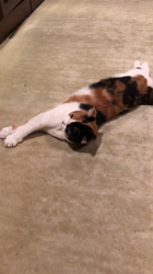 村井令枝ブリーダーからお迎えしたスコティッシュフォールド：来夢ちゃん