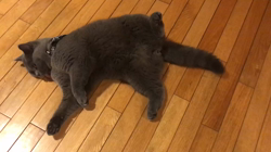 権田昌弘ブリーダーからお迎えしたブリティッシュショートヘア：ブリオくん