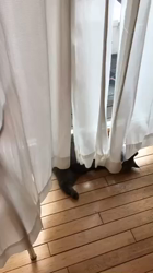 権田昌弘ブリーダーからお迎えしたブリティッシュショートヘア：ブリオくん