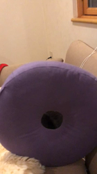 権田昌弘ブリーダーからお迎えしたブリティッシュショートヘア：ブリオくん