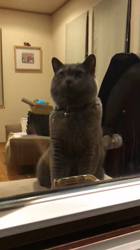 権田昌弘ブリーダーからお迎えしたブリティッシュショートヘア：ブリオくん