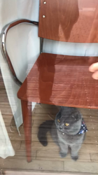 権田昌弘ブリーダーからお迎えしたブリティッシュショートヘア：ブリオくん