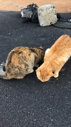 権田昌弘ブリーダーからお迎えしたブリティッシュショートヘア：ブリオくん