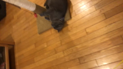 権田昌弘ブリーダーからお迎えしたブリティッシュショートヘア：ブリオくん