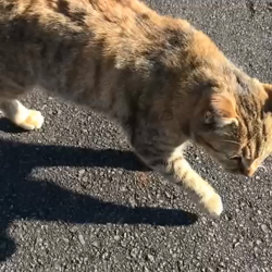 権田昌弘ブリーダーからお迎えしたブリティッシュショートヘア：ブリオくん